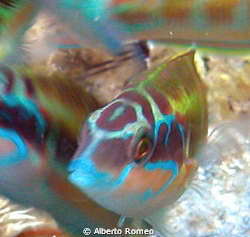 Portrait of a male Thalassoma pavo. The beautiful wrasse ... by Alberto Romeo 